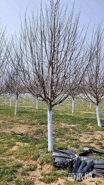 8公分欧洲小叶椴