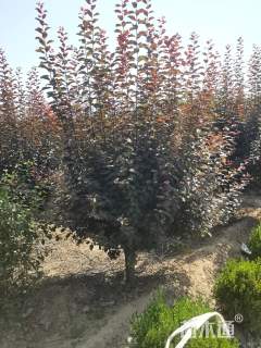 8公分紫叶李