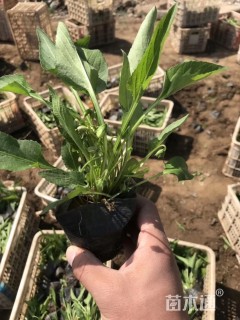 高度10厘米紫花地丁