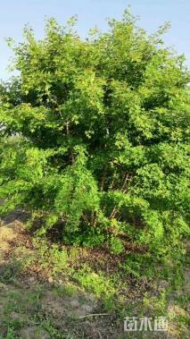 高度350厘米丛生五角枫