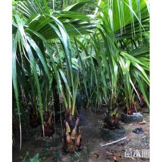 裸干高30厘米蒲葵