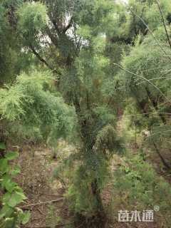 高度50厘米柽柳