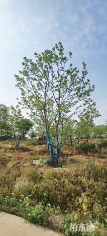 50公分丛生乌桕