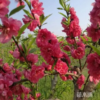 10公分红叶碧桃