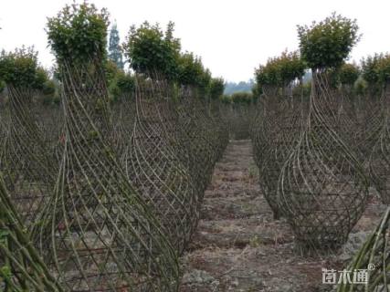 30公分小叶紫薇