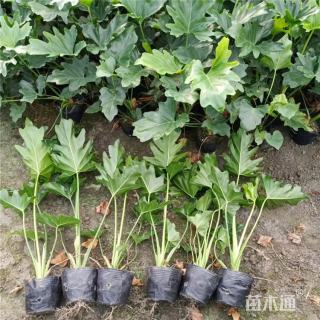 高度60厘米春羽