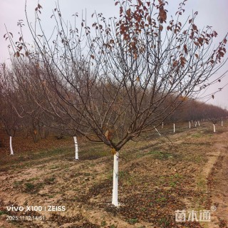 高度400厘米红叶榆叶梅