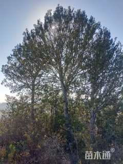 原生苗白皮松