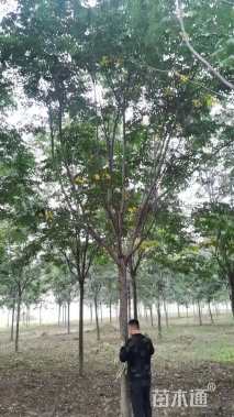 12公分栾树