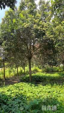 19公分大叶女贞