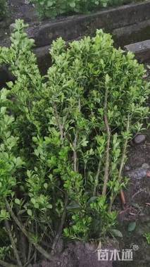 高度150厘米大叶黄杨