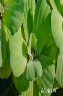 高度10厘米大薸