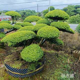 30公分造型小叶女贞