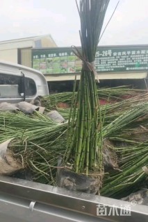 高度30厘米木贼