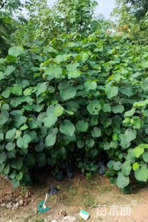 高度60厘米海滨木槿