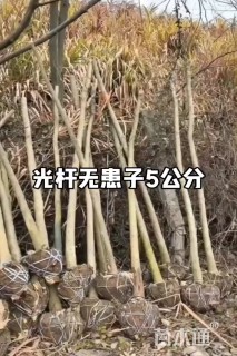 3公分无患子