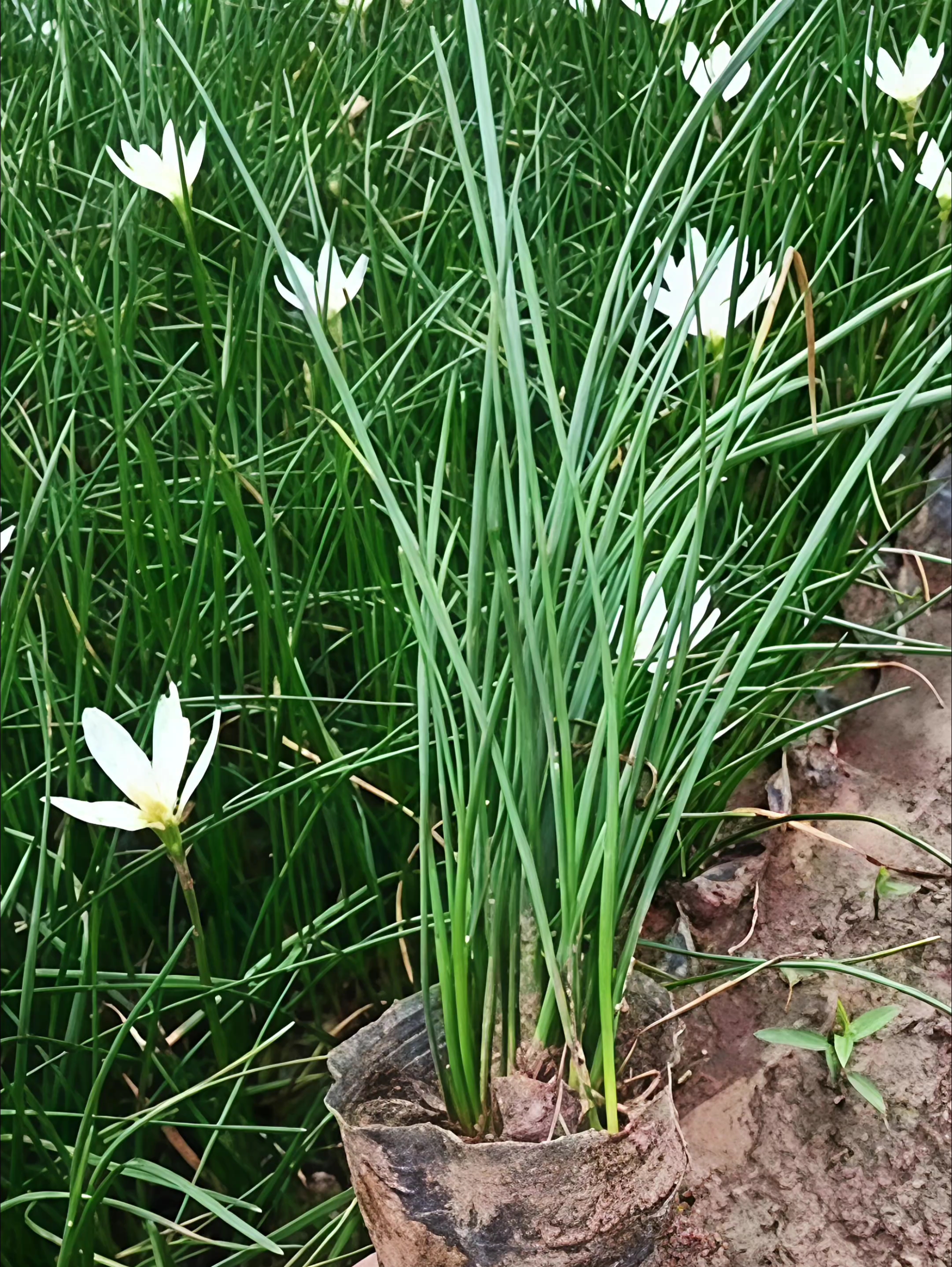高度10厘米白花葱兰