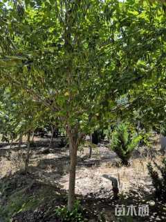 高度280厘米紫荆