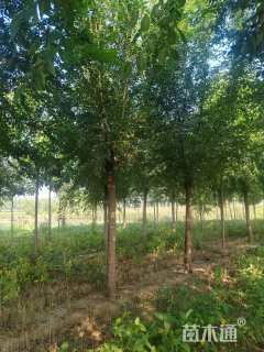 15公分榆树