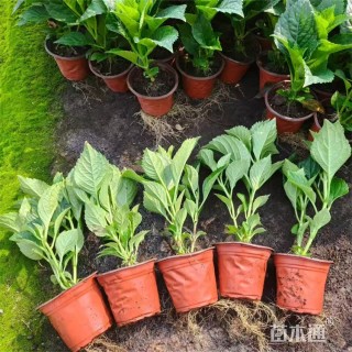 高度30厘米无尽夏绣球