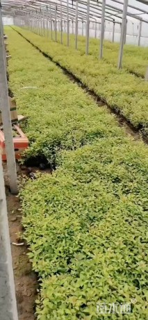 高度30厘米金山绣线菊
