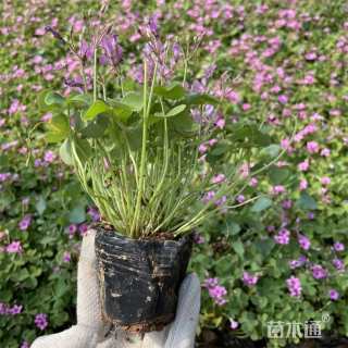 高度10厘米紫叶酢浆草