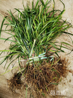 高度30厘米细叶麦冬草