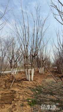 高度800厘米丛生五角枫