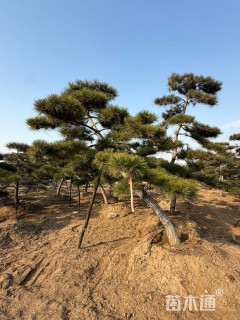 高度600厘米油松