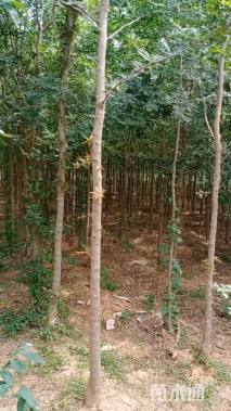10公分皂荚