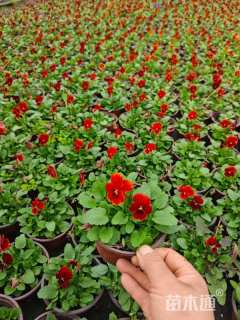 高度15厘米紫罗兰