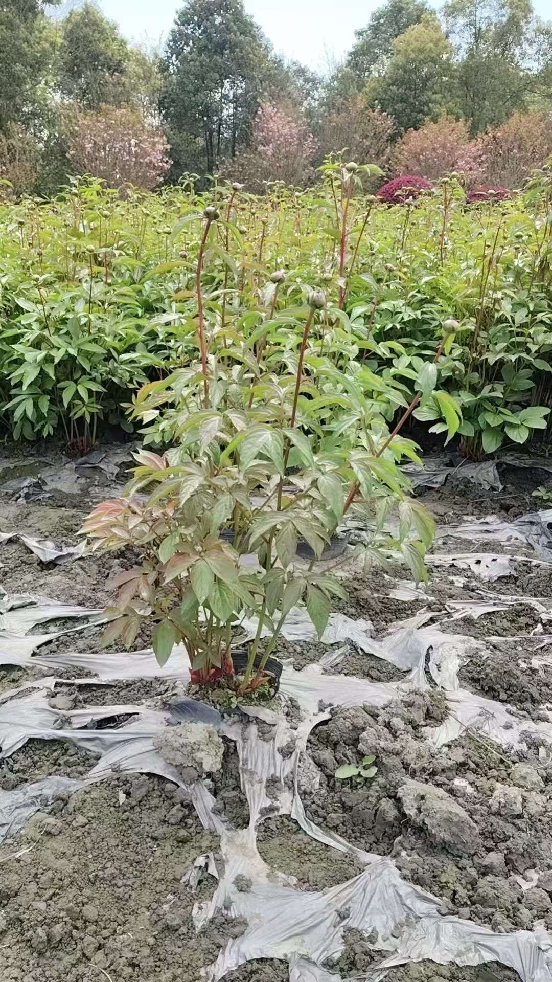 高度35厘米芍药