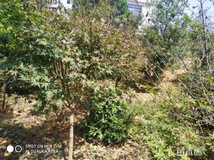 5公分小叶鸡爪槭