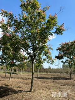 10公分黄山栾树