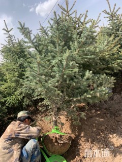 高度300厘米白扦云杉