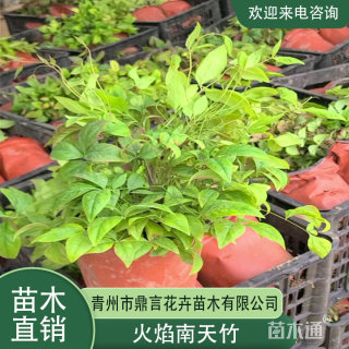 高度30厘米火焰南天竹
