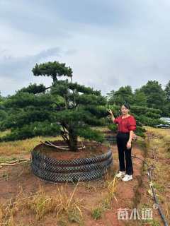 15公分五针松
