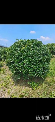 冠幅80厘米无刺枸骨球