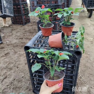 高度30厘米一串红