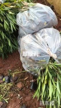 高度30厘米紫花野菊