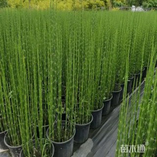 高度50厘米木贼