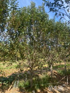 12公分绚丽海棠