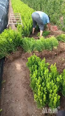 高度40厘米小叶黄杨