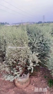 冠幅200厘米银姬小蜡球