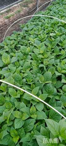 高度20厘米八仙花