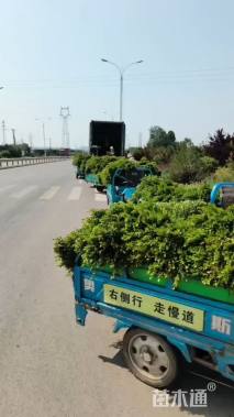 高度30厘米小叶黄杨