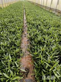 高度30厘米翠芦莉