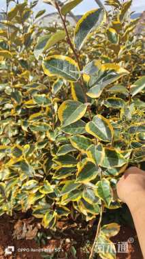 高度40厘米胡颓子