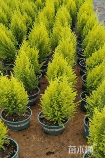 高度50厘米甘松