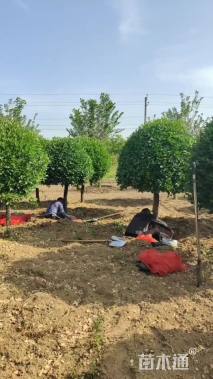 10公分高杆卫矛球